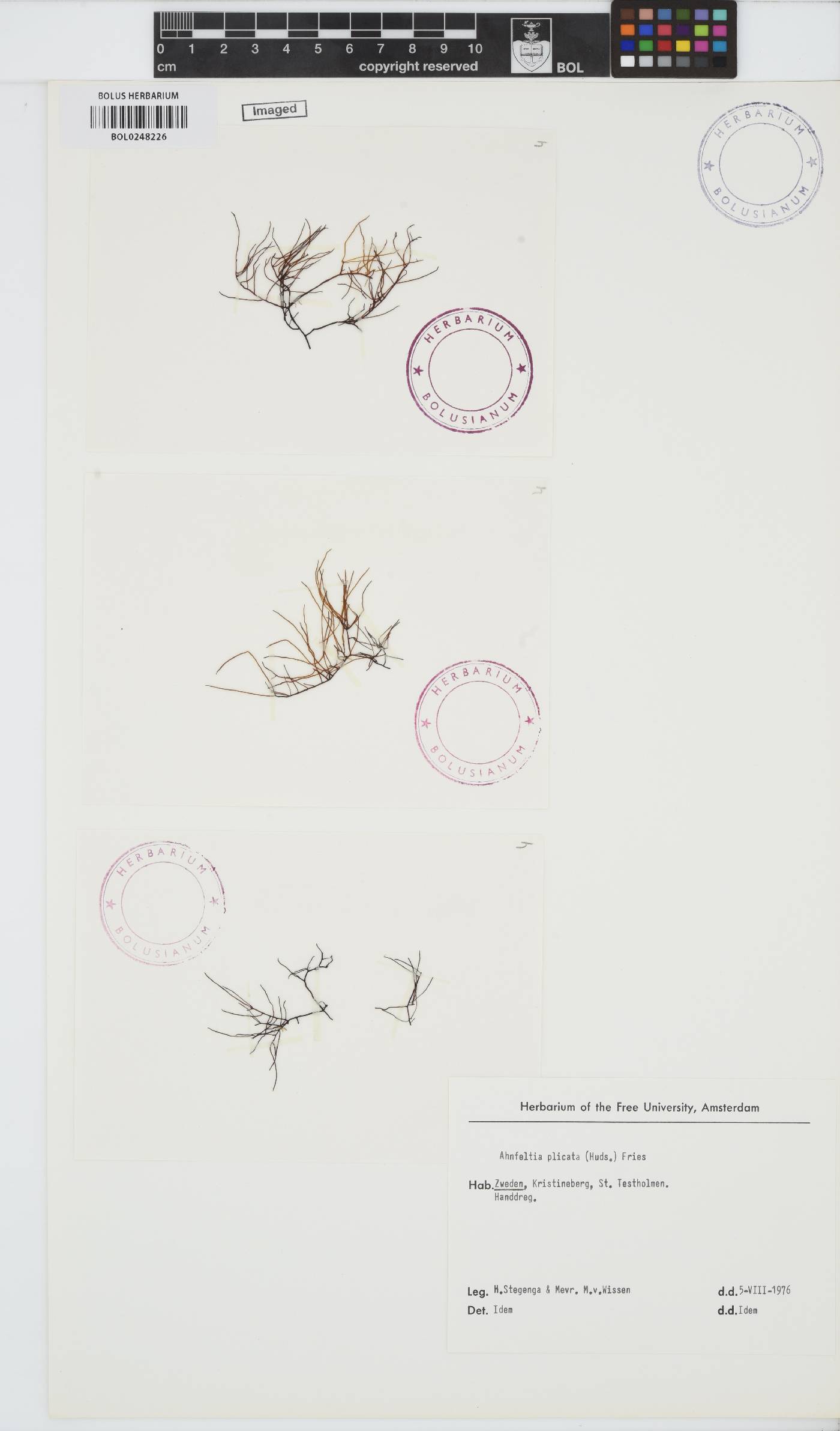 Ahnfeltiaceae image
