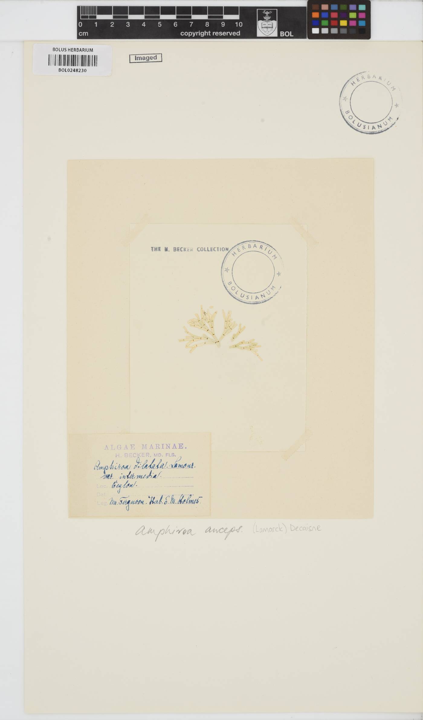 Amphiroa anceps image