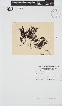 Image of Alleynea bicornis