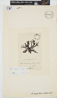 Image of Amansia daemelii