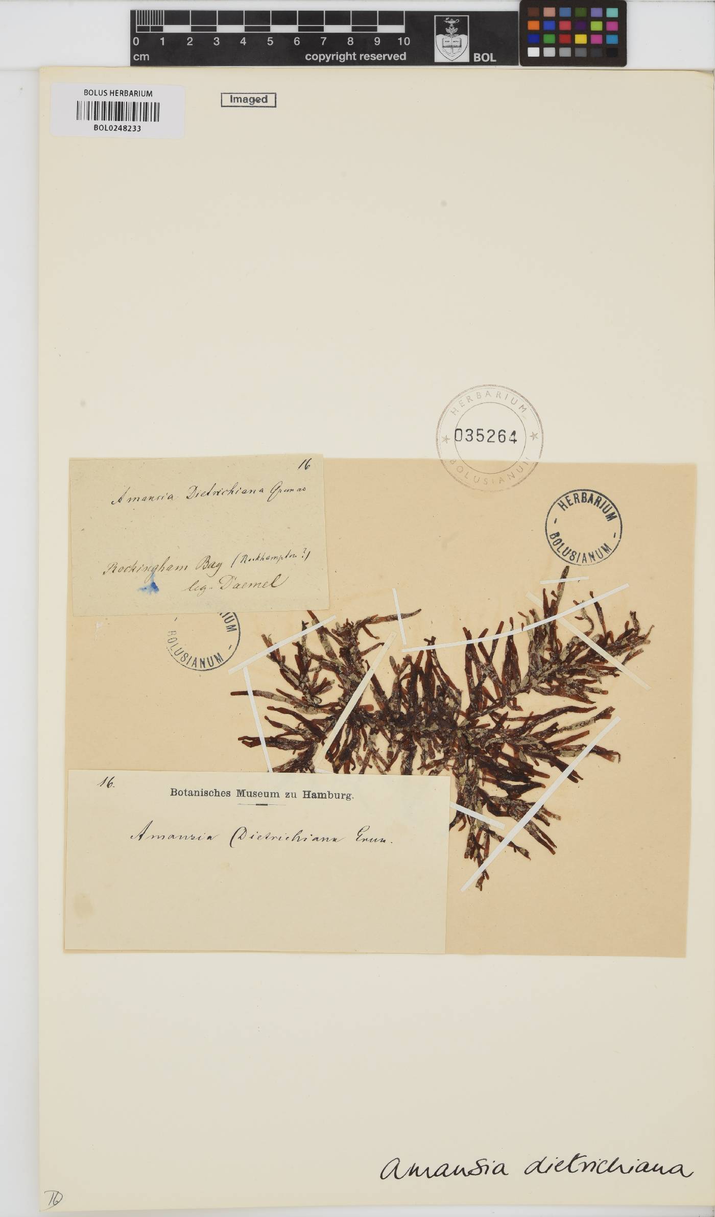 Amansia dietrichiana image