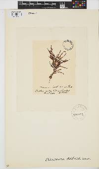 Amansia dietrichiana image