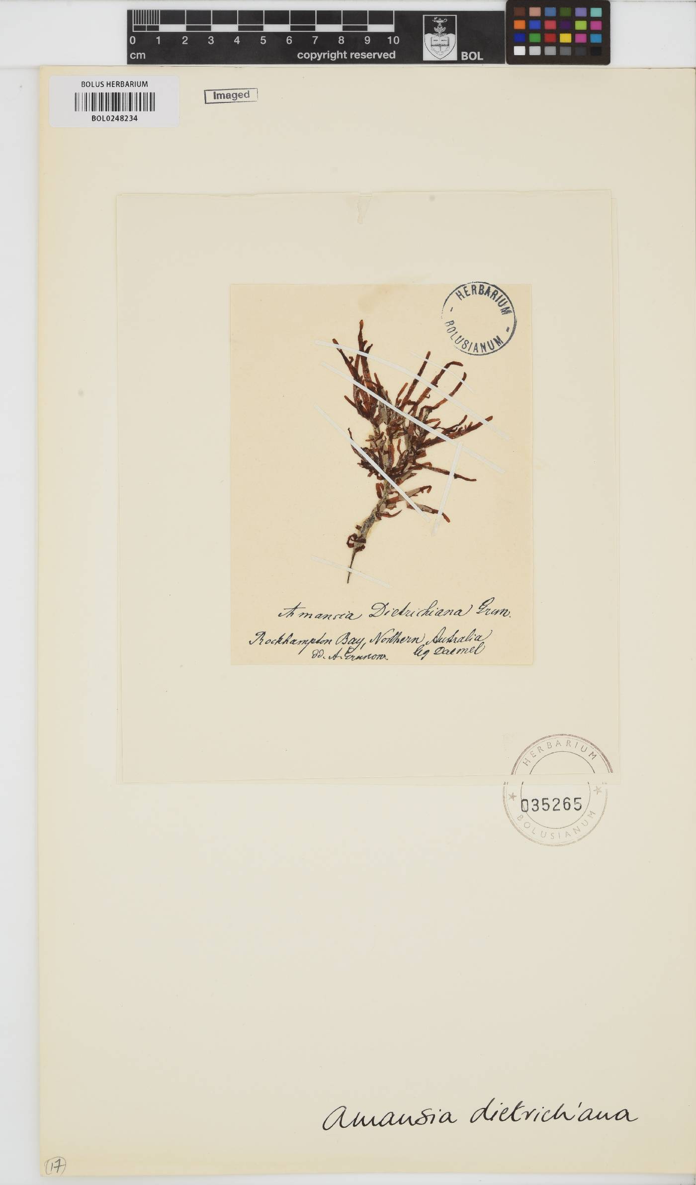 Amansia dietrichiana image