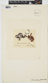 Amansia glomerata image