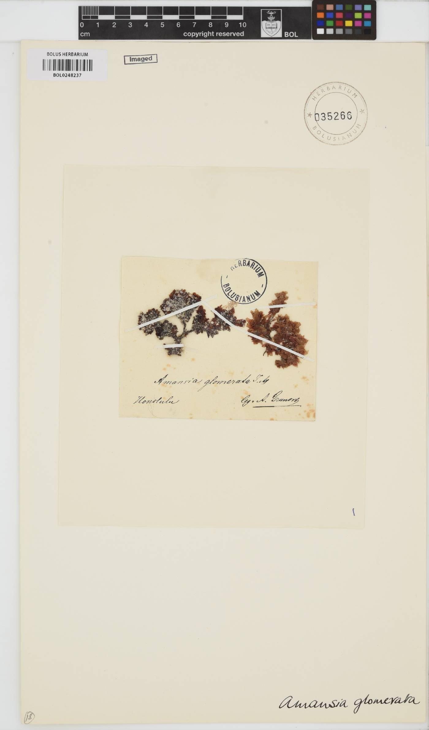 Amansia glomerata image