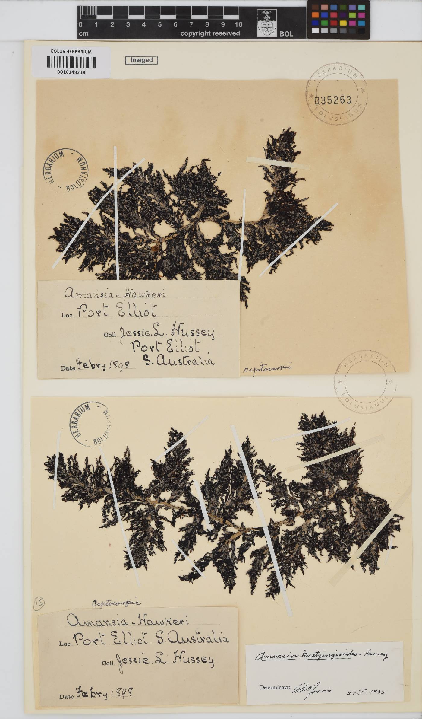Amansia serrata image