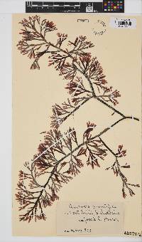 Amansia pinnatifida image