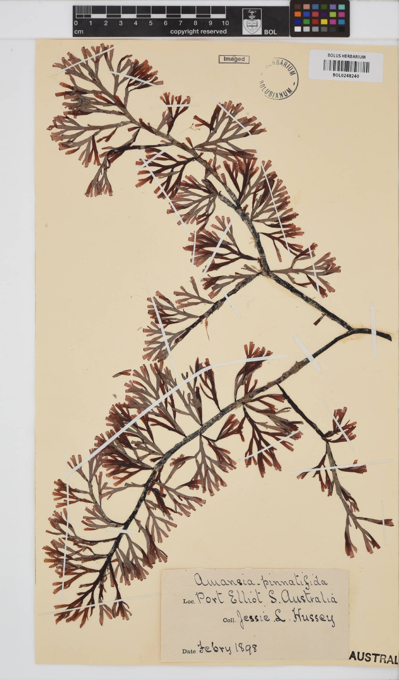Amansia pinnatifida image