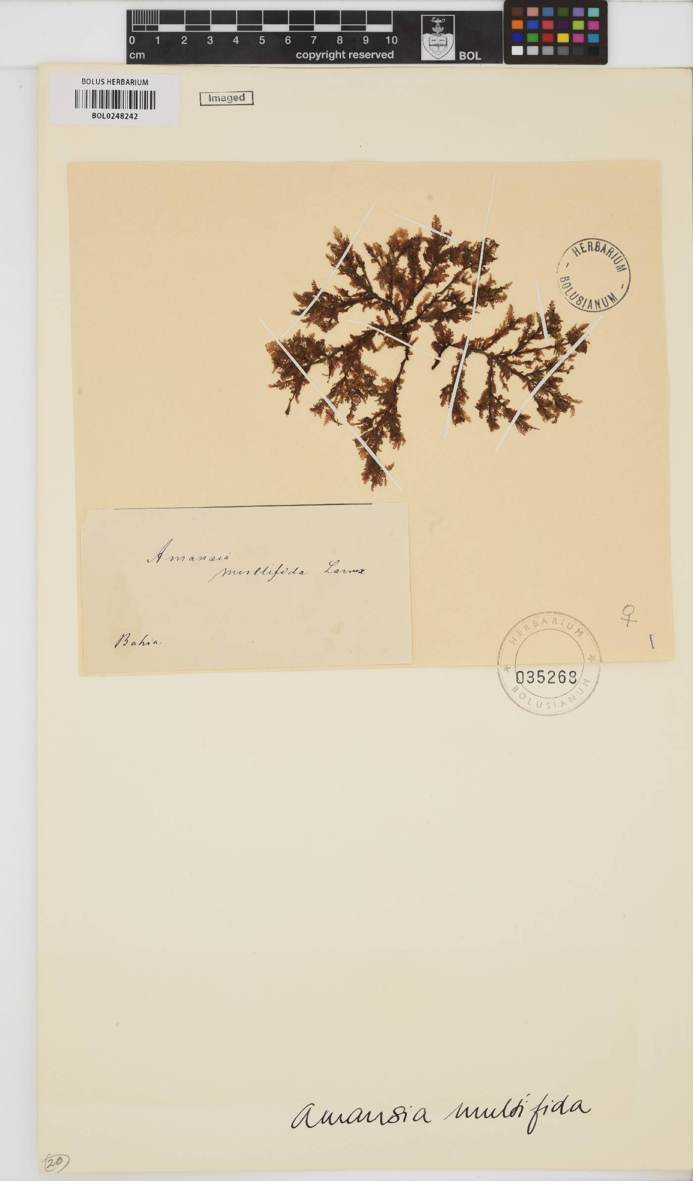 Amansia image