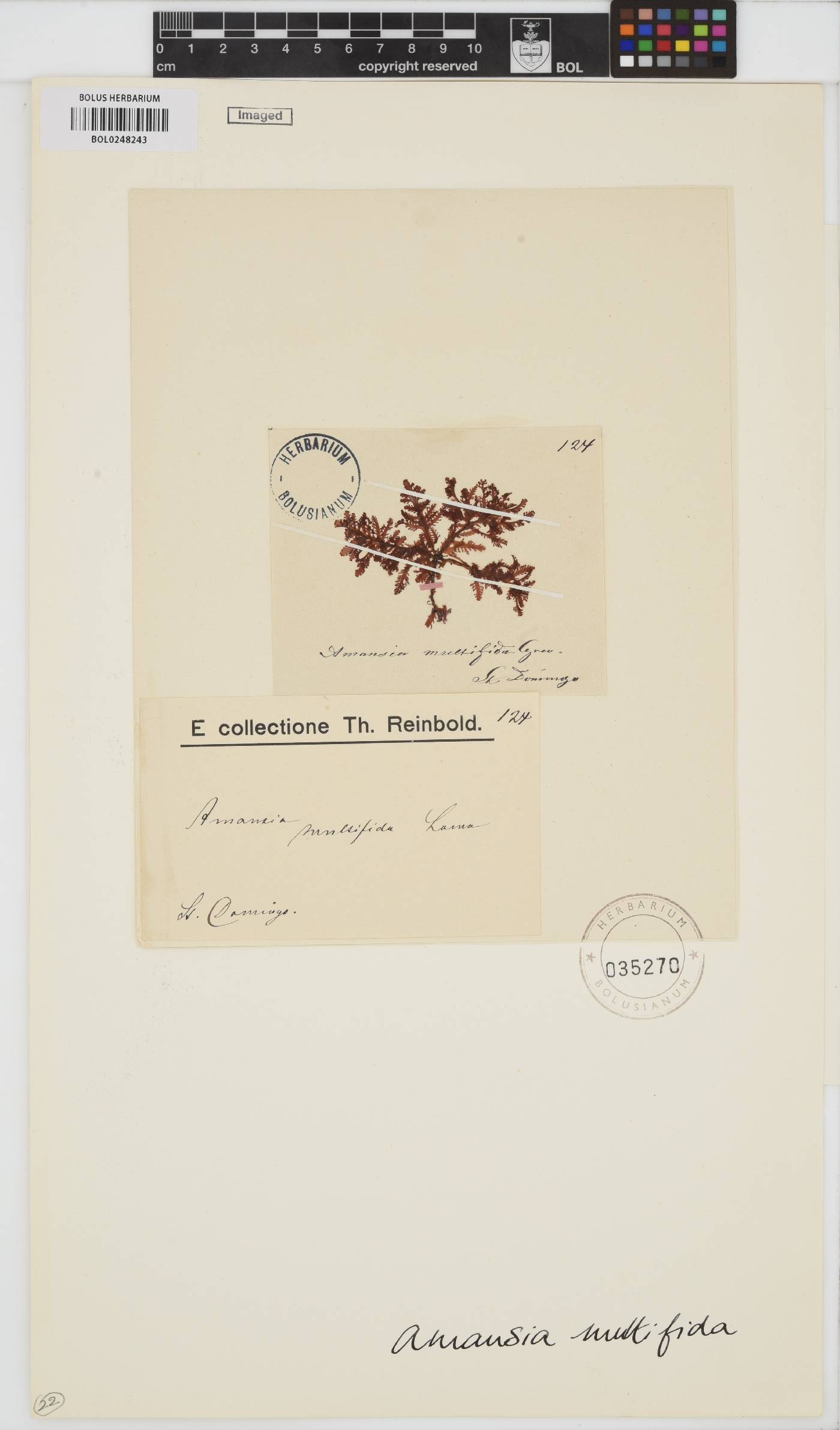 Amansia multifida image