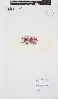 Amphiroa beauvoisii image