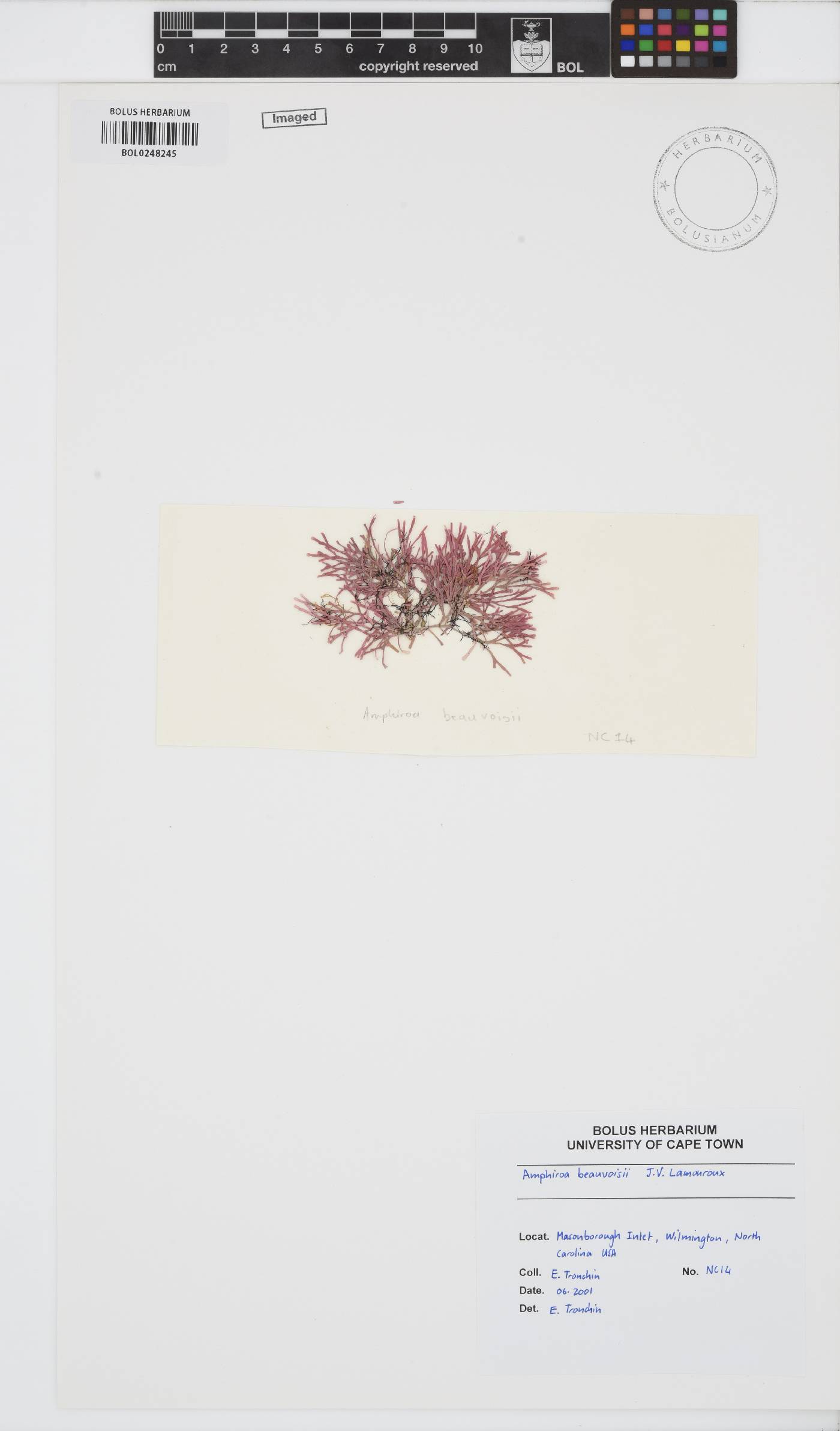 Amphiroa beauvoisii image