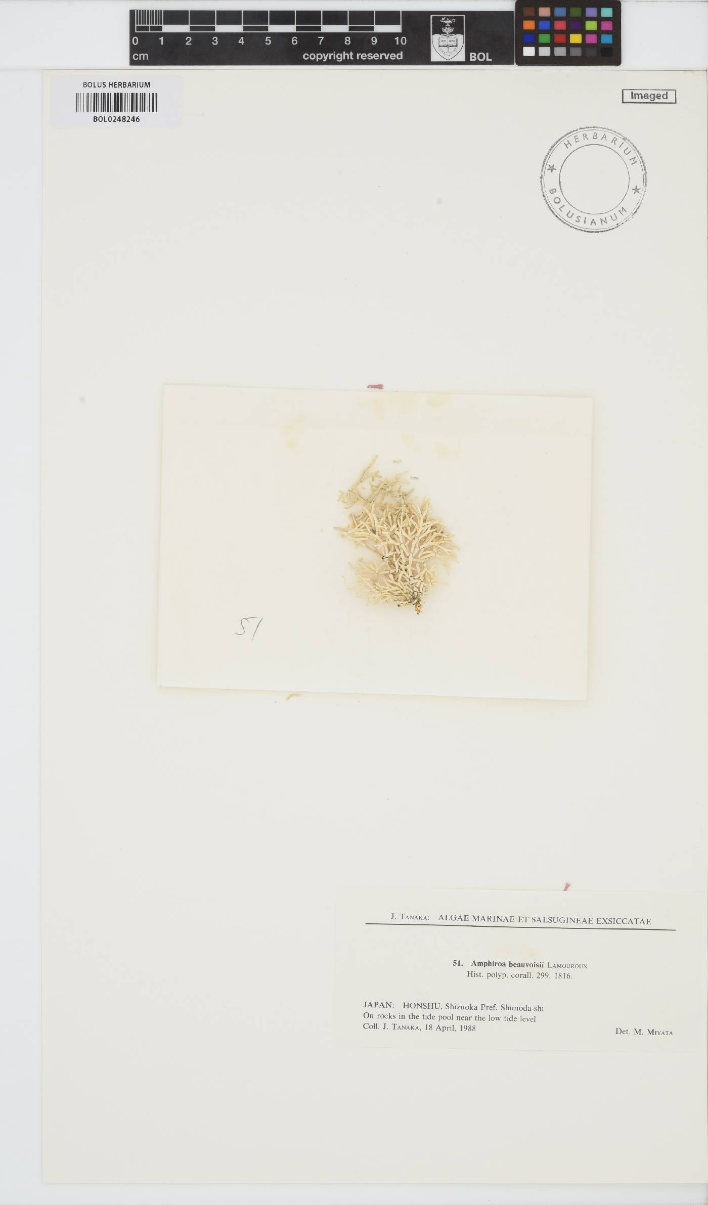 Amphiroa beauvoisii image