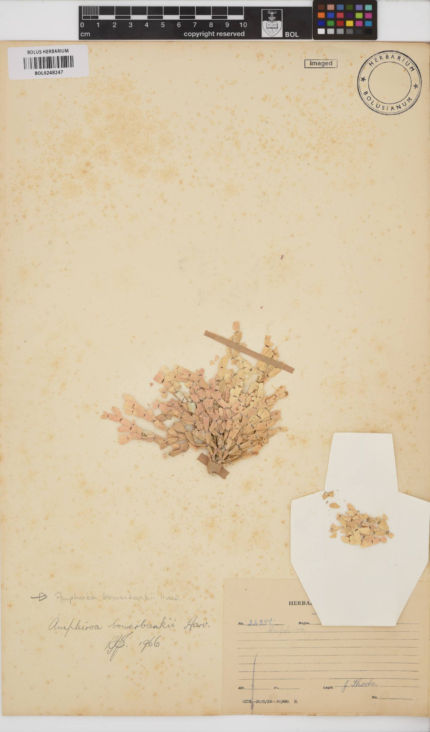 Amphiroa bowerbankii image
