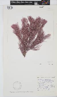 Amphiroa ephedraea image