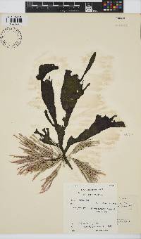Amphiroa ephedraea image