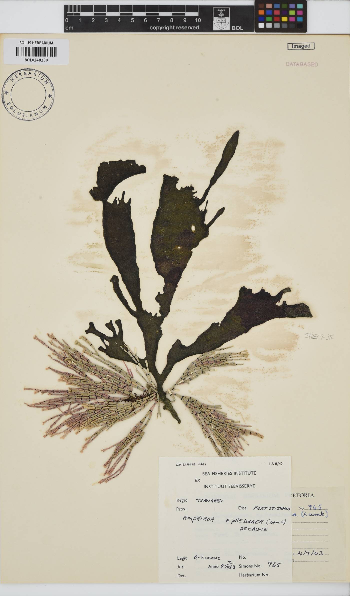 Amphiroa ephedraea image