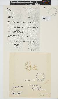 Image of Amphiroa tribulus