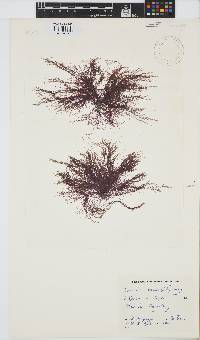 Anotrichium tenue image