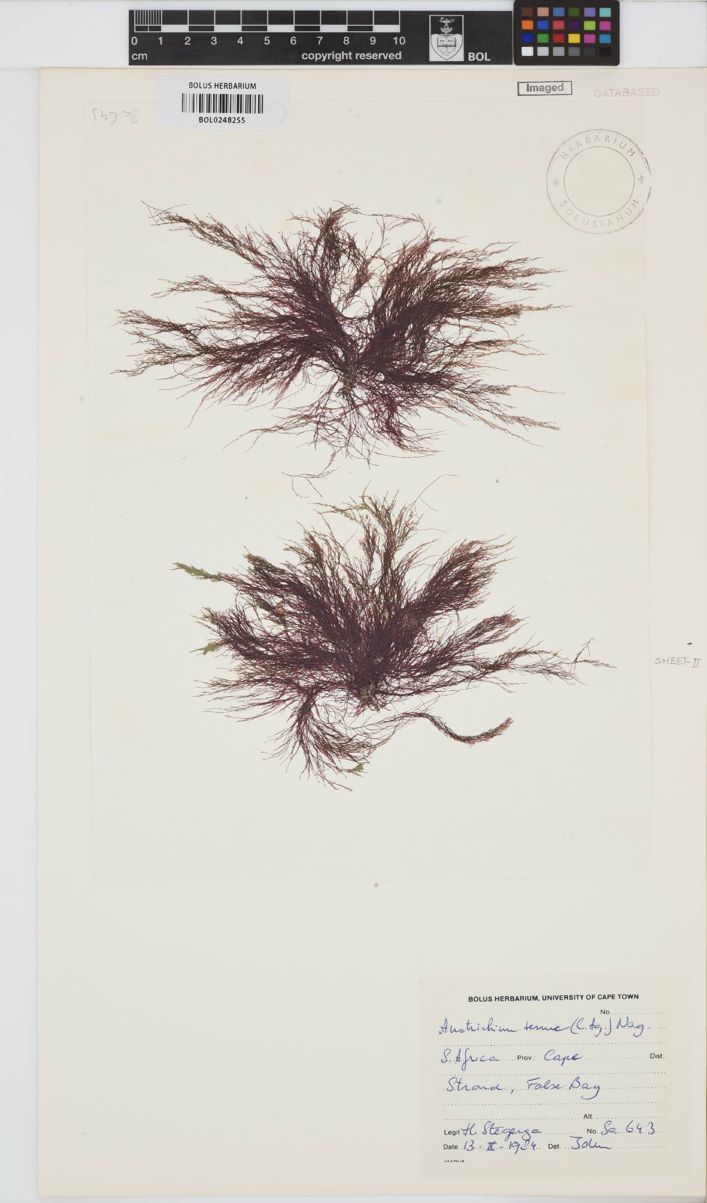 Anotrichium tenue image