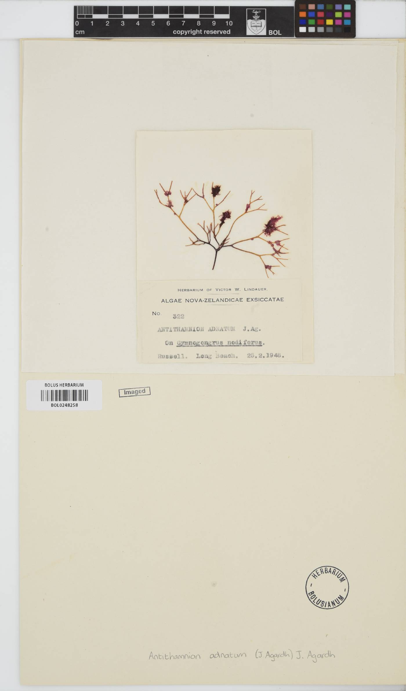 Antithamnionella adnata image