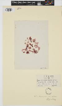 Image of Antithamnion cruciatum