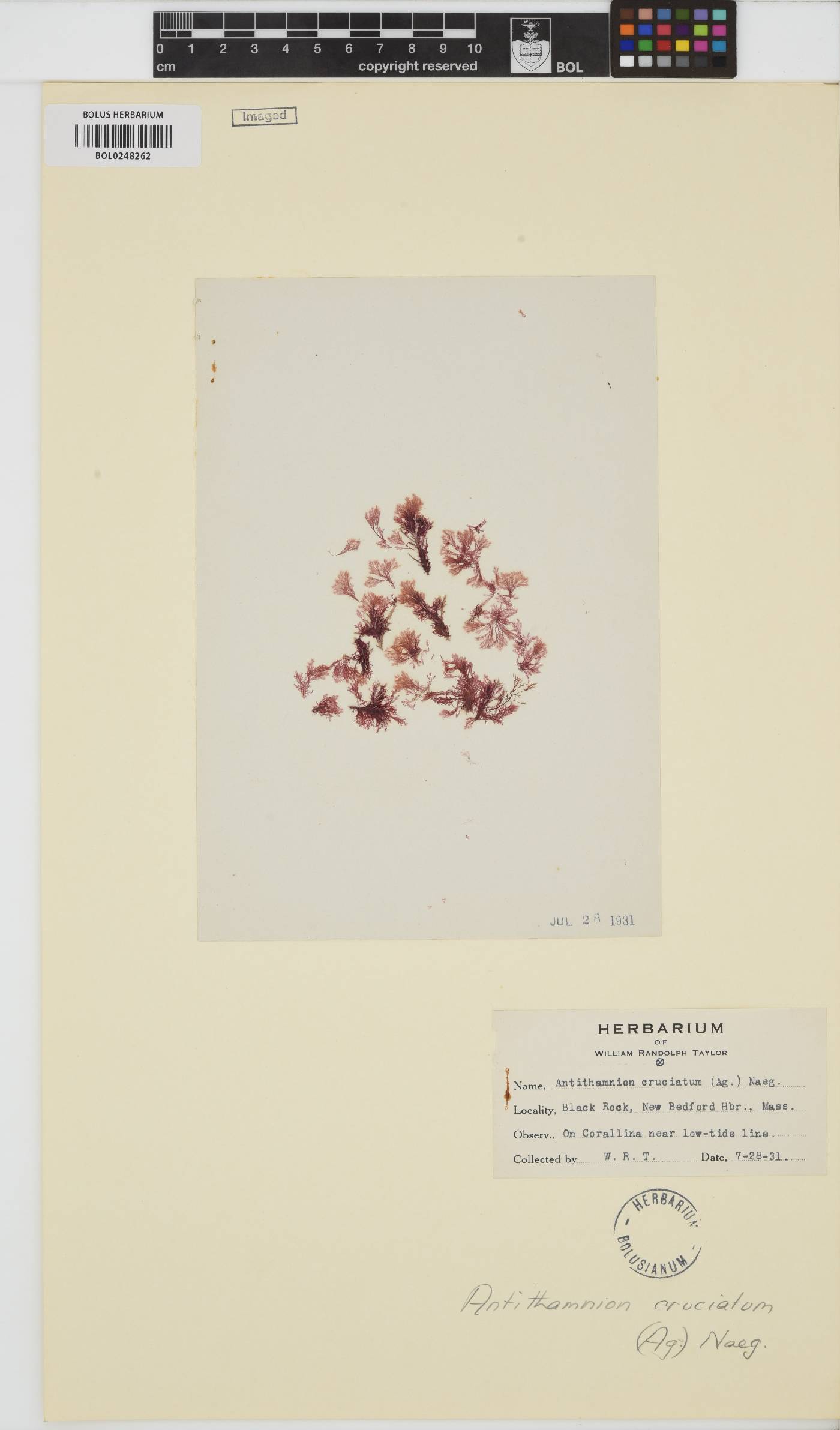 Antithamnion cruciatum image