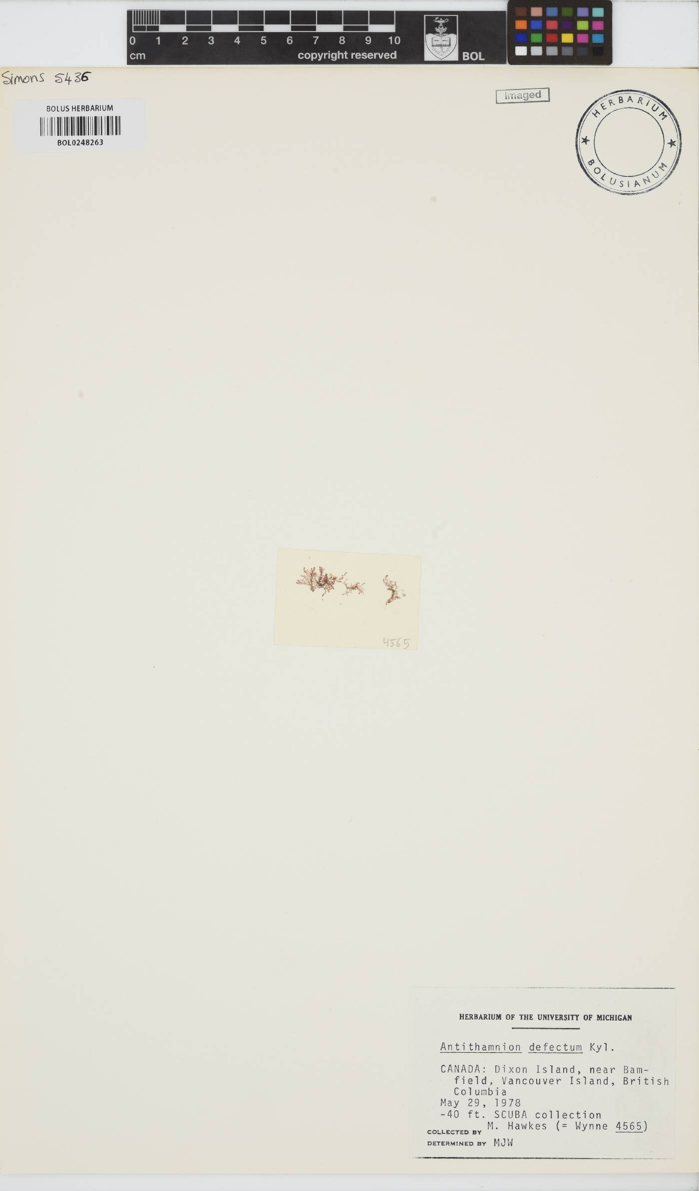 Antithamnion defectum image