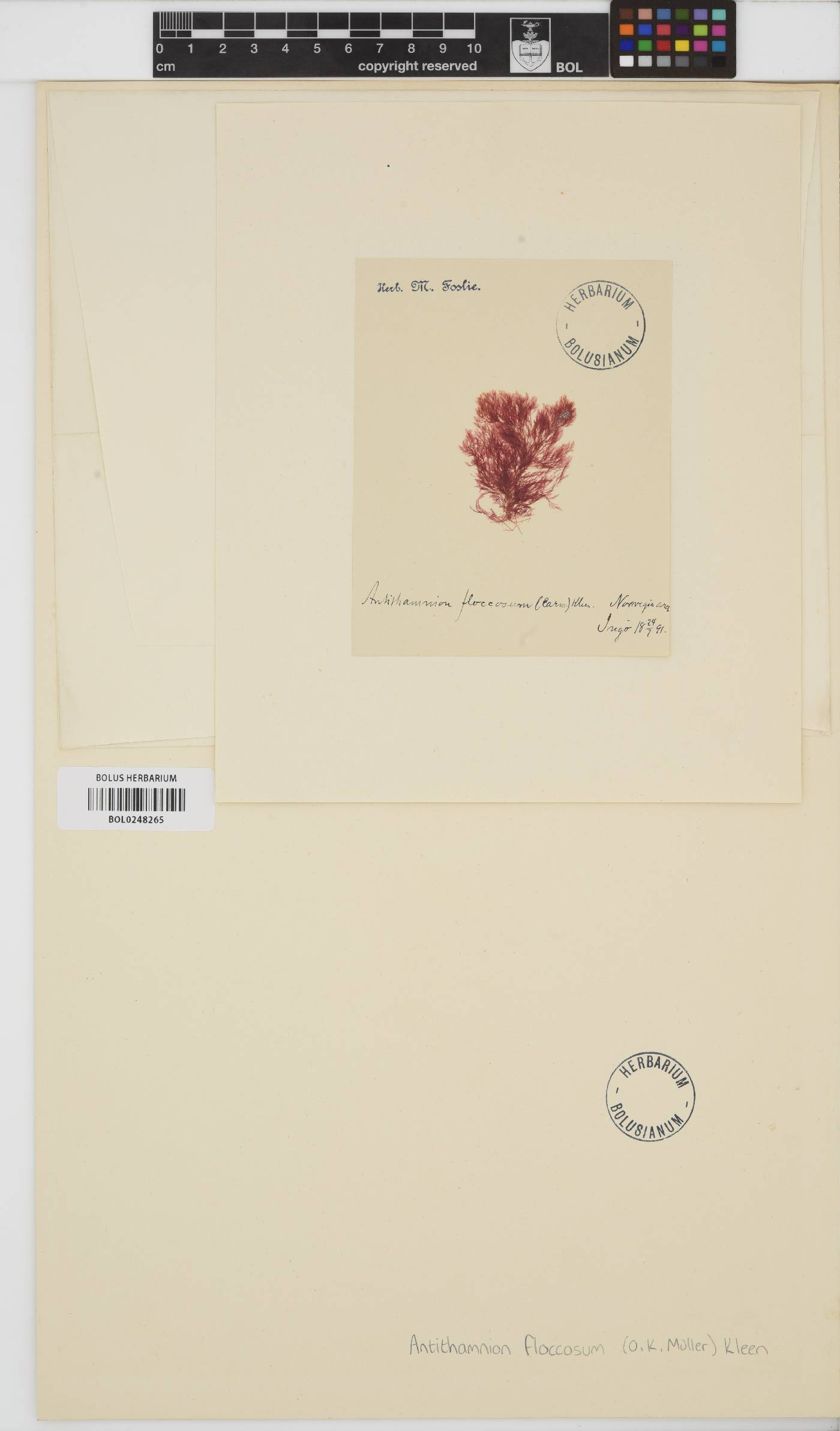 Antithamnionella floccosa image