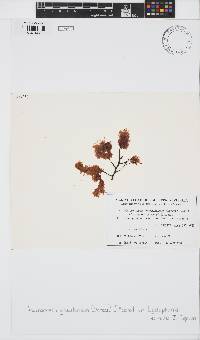 Image of Antithamnion gracilentum