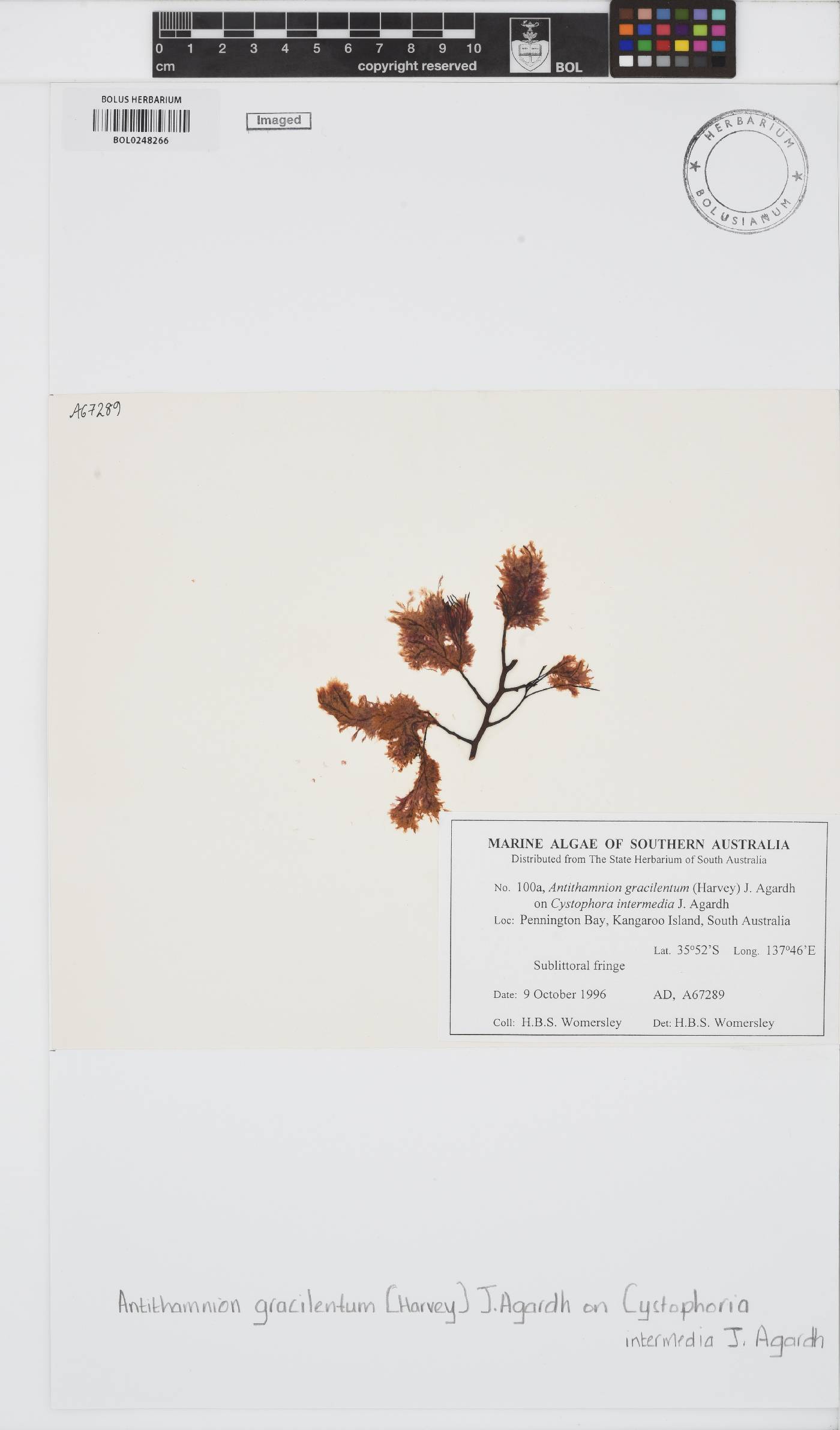 Antithamnion gracilentum image