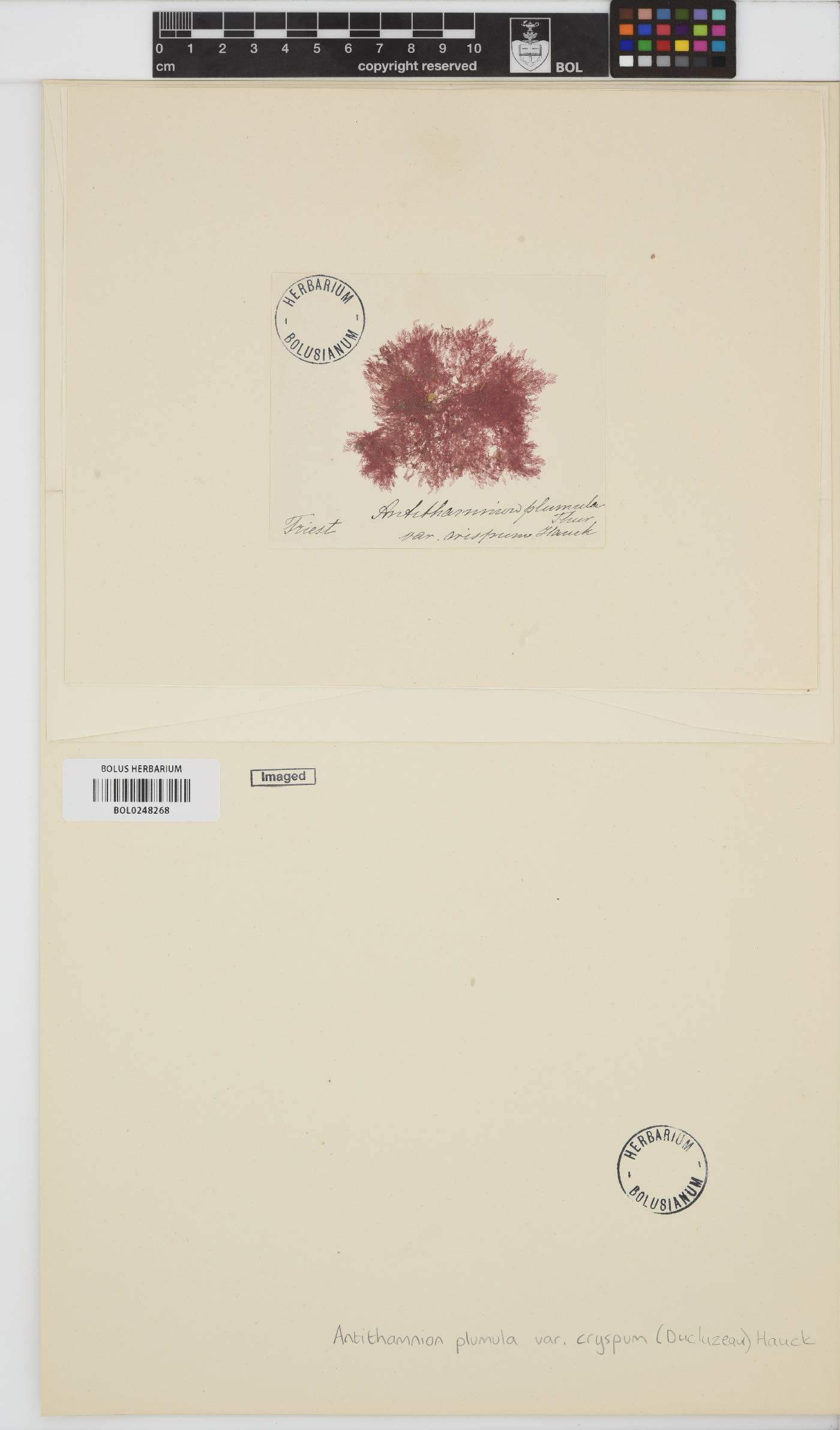 Pterothamnion crispum image