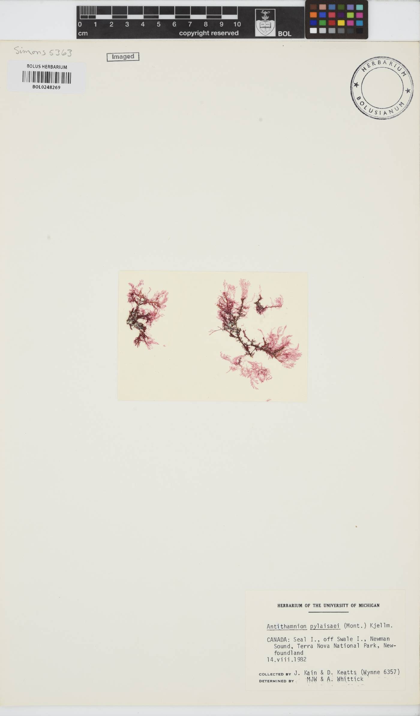 Scagelia pylaisaei image