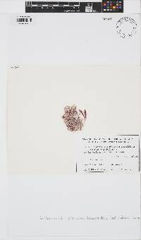 Image of Antithamnionella multiramosa