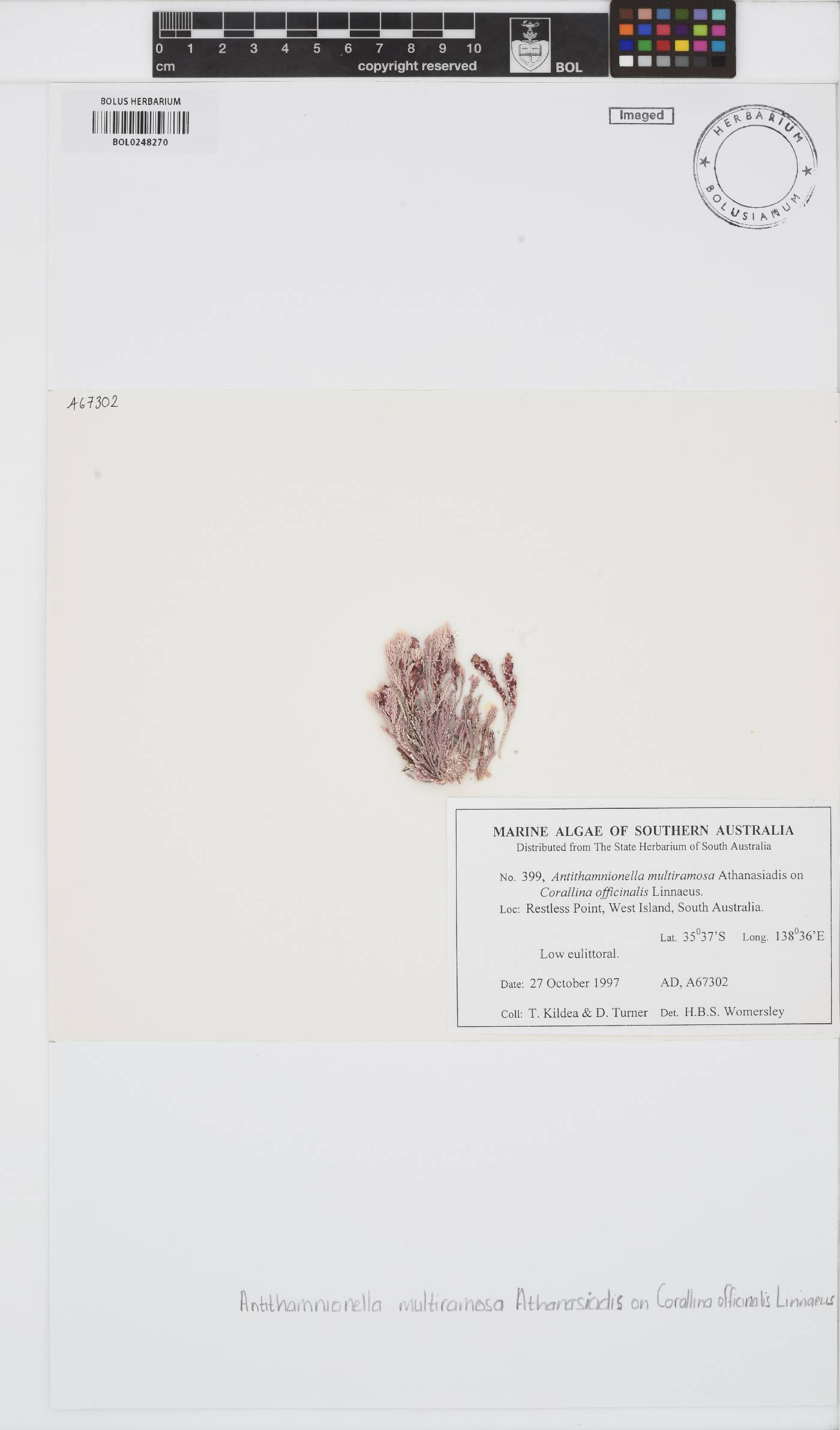 Antithamnionella multiramosa image