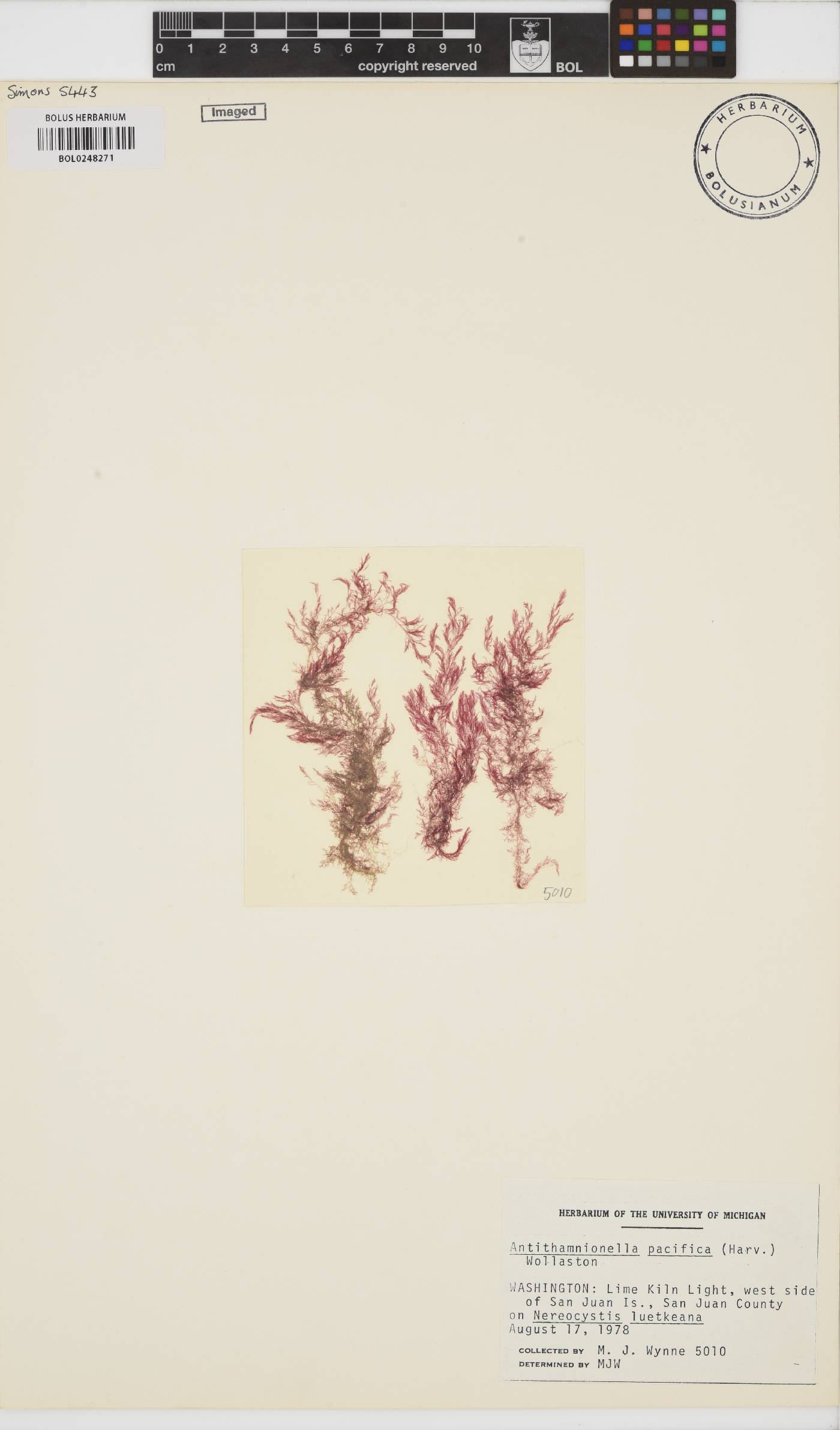 Antithamnionella pacifica image