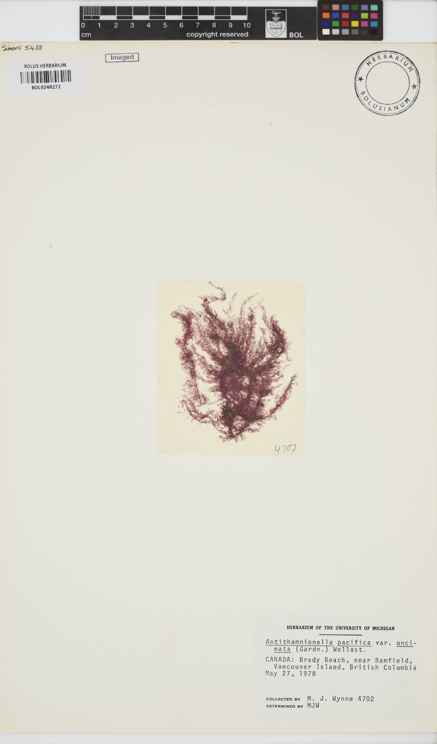 Antithamnionella pacifica var. uncinata image
