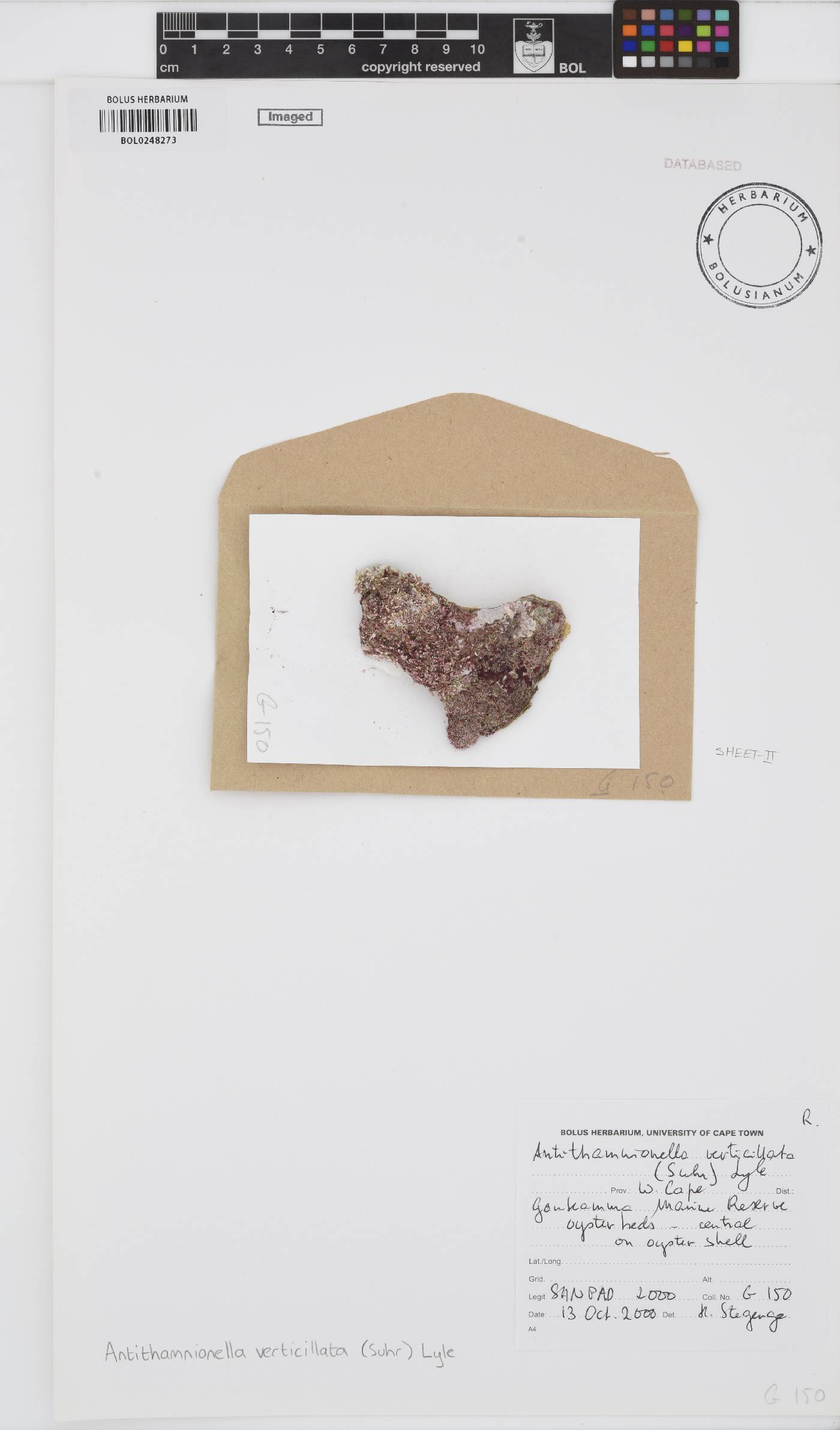 Antithamnionella verticillata image