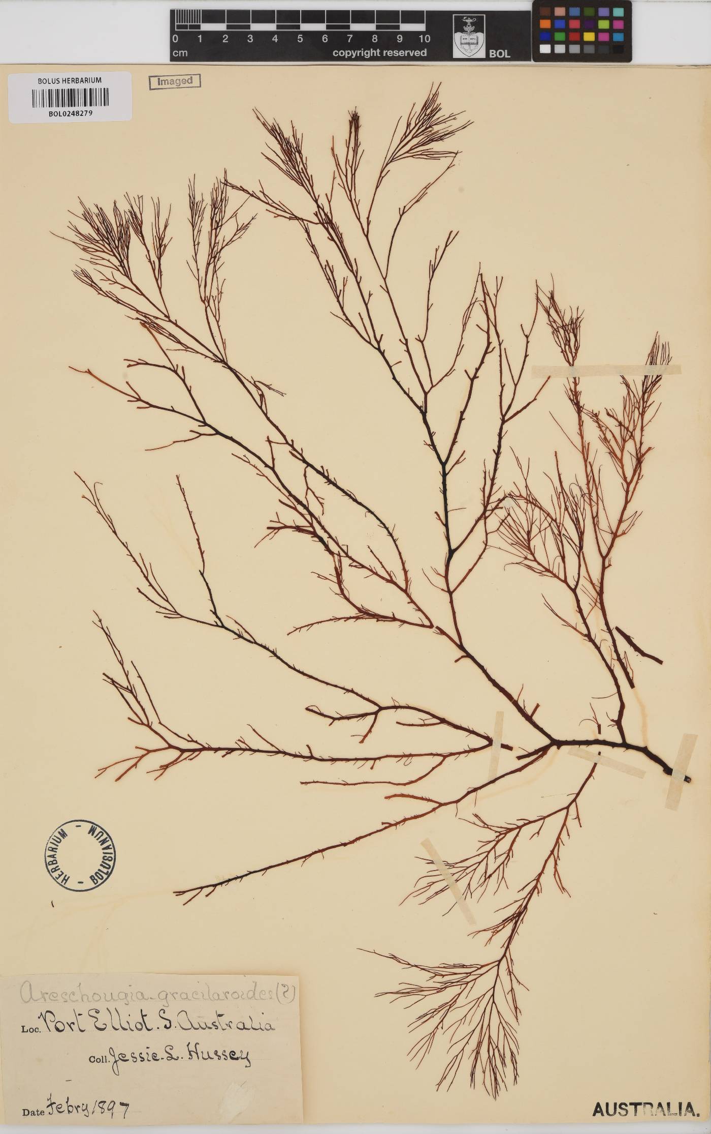 Areschougia image