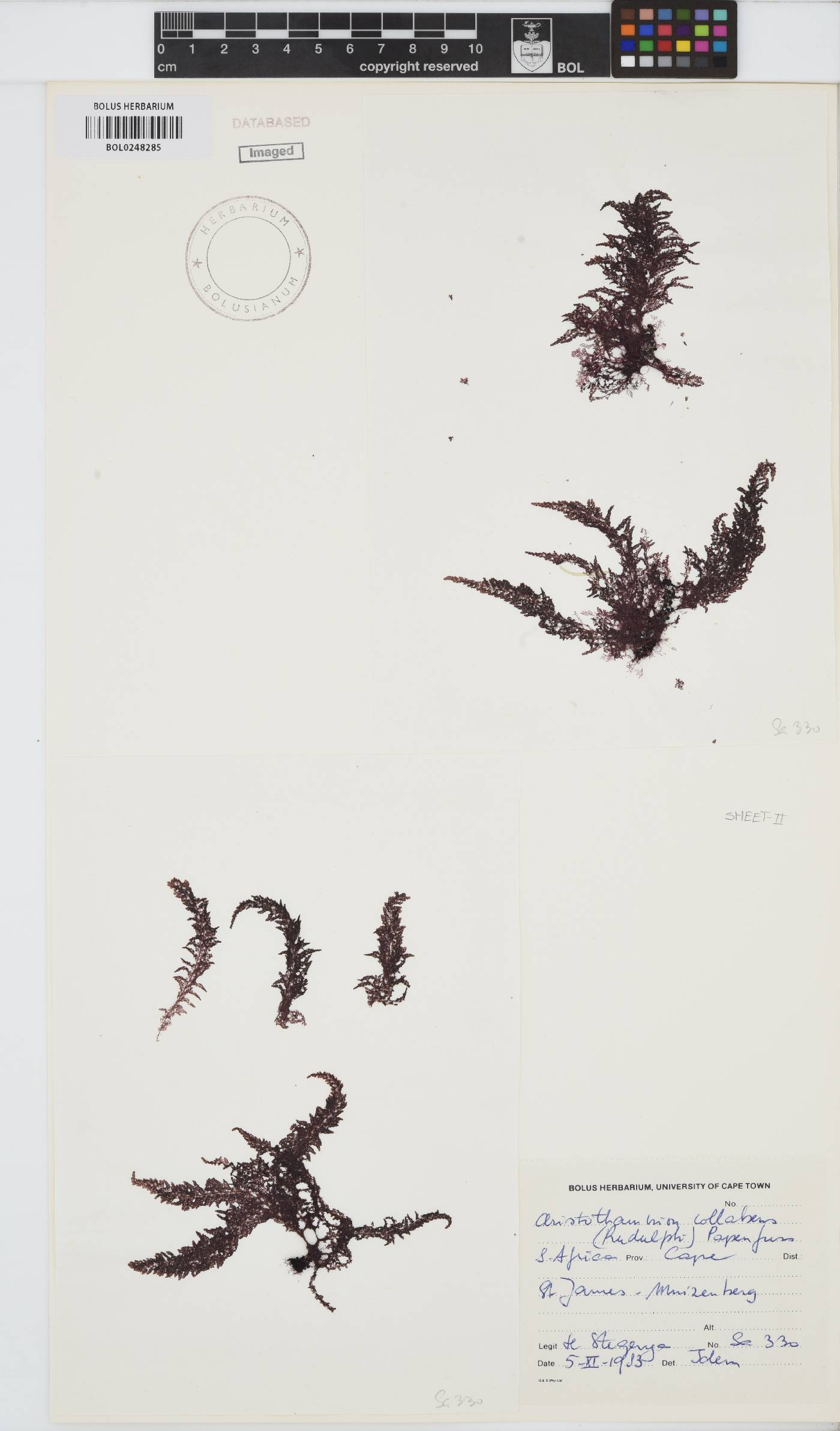 Callithamnion collabens image