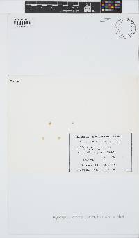 Asparagopsis armata image