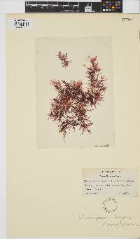 Image of Bonnemaisonia hamifera