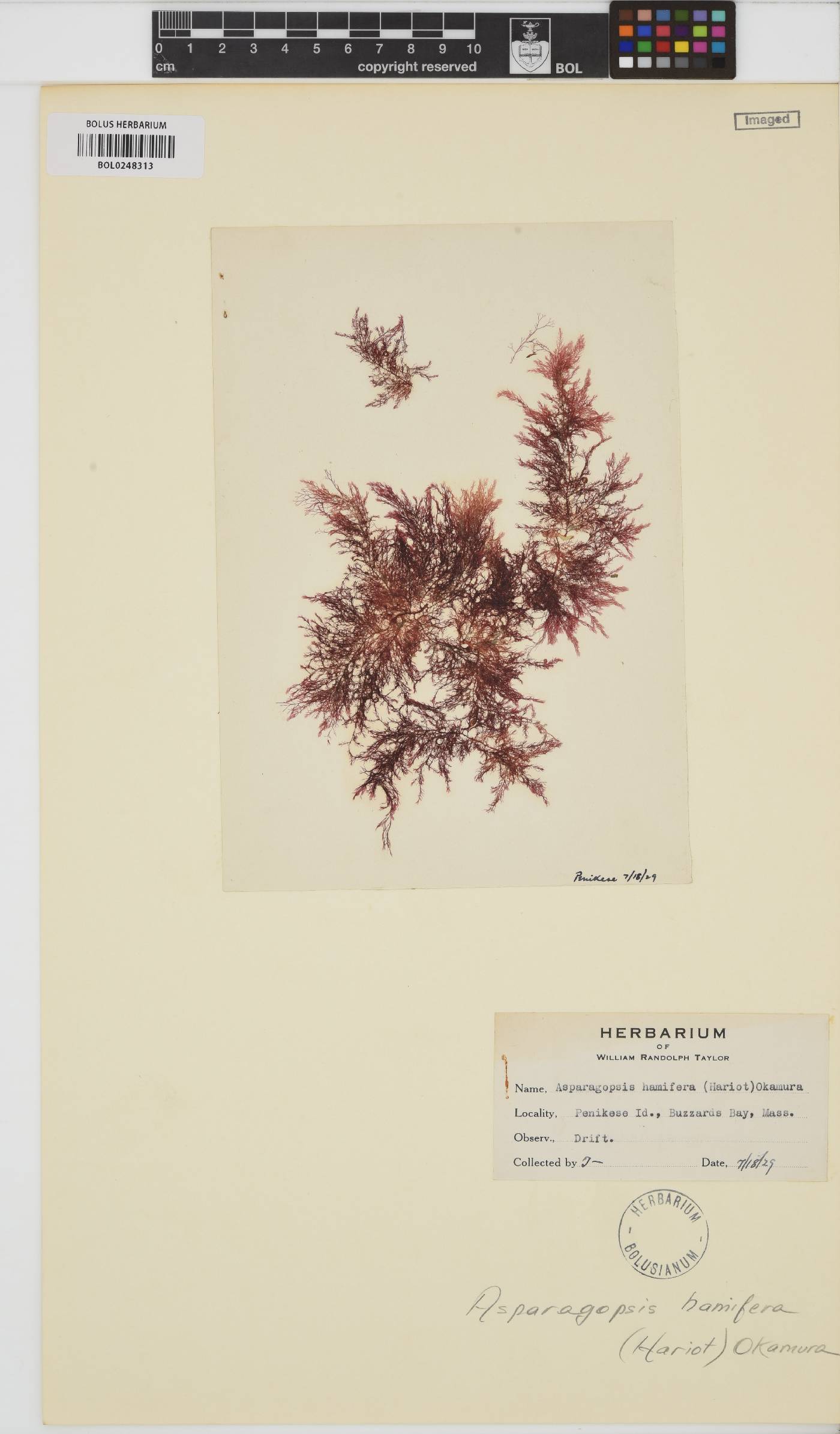 Bonnemaisonia hamifera image