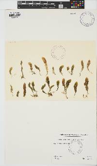 Asparagopsis taxiformis image