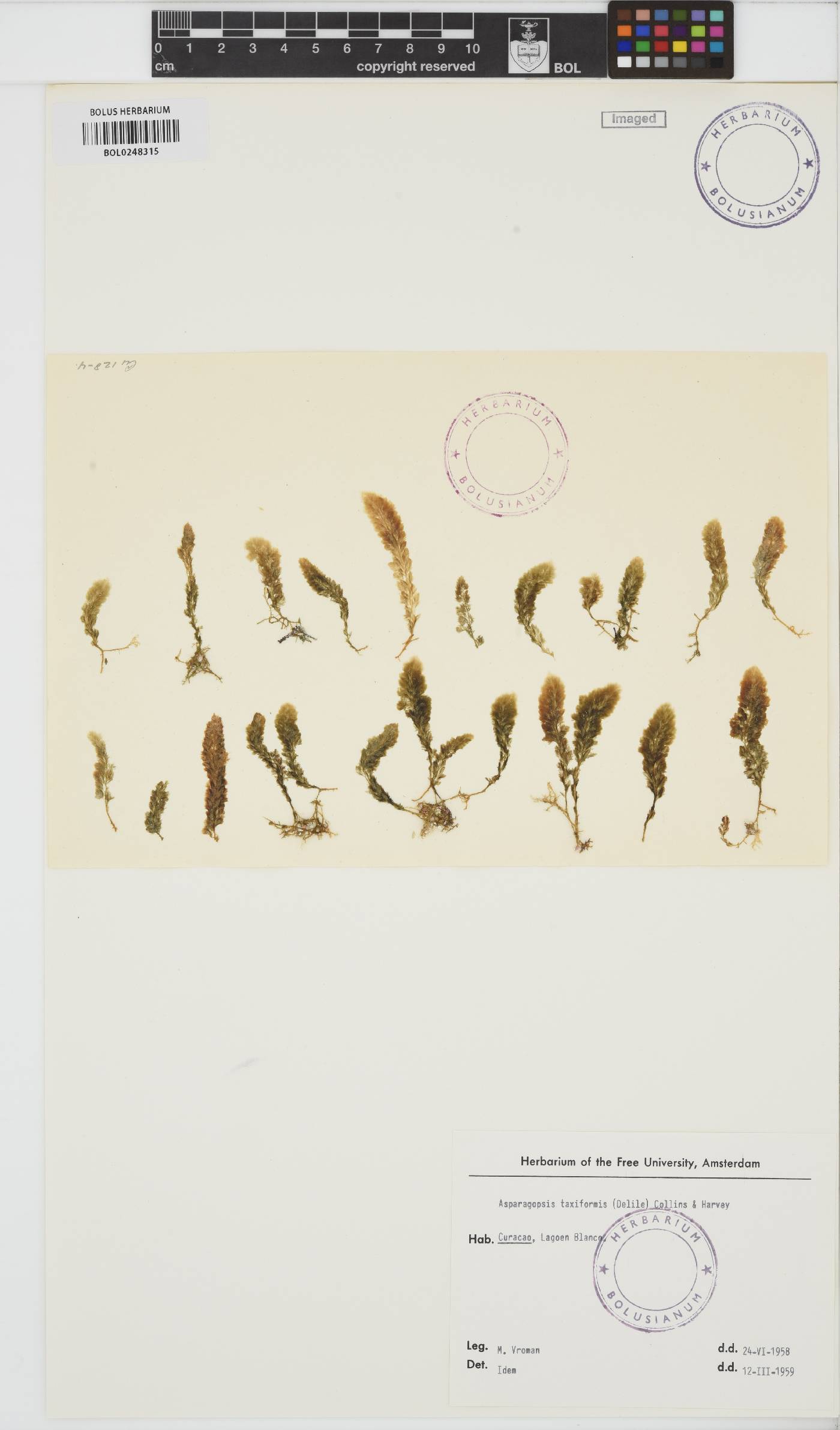 Asparagopsis taxiformis image