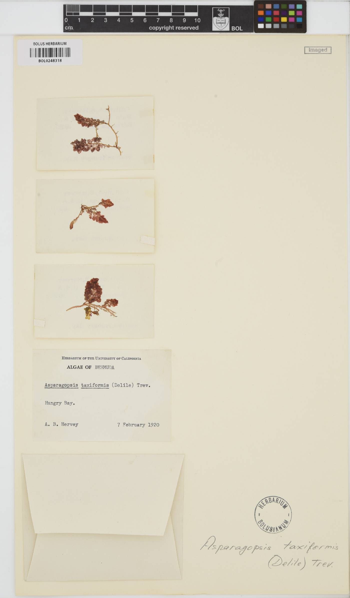 Asparagopsis image