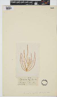 Image of Colaconema corymbiferum