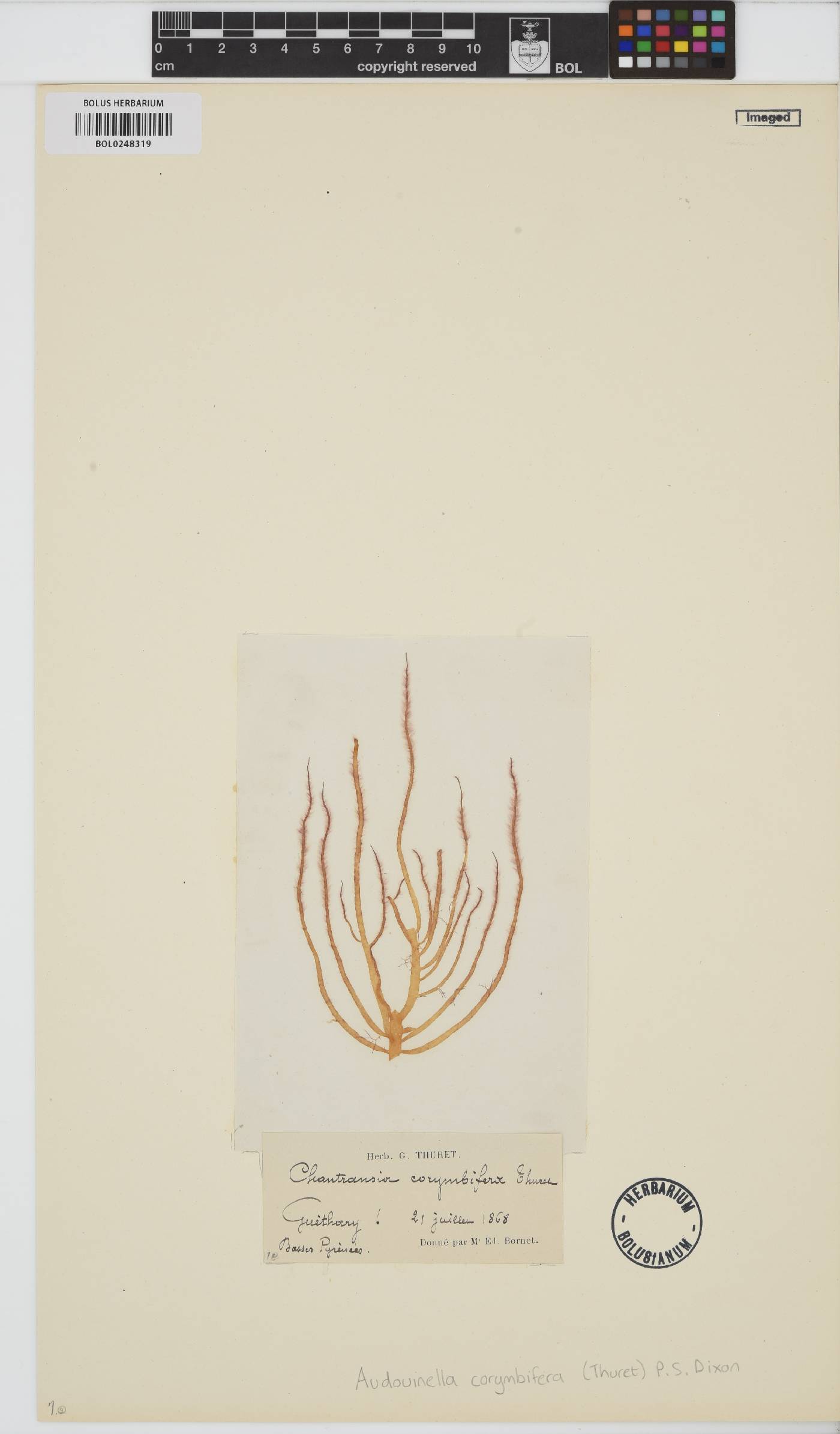 Colaconema corymbiferum image