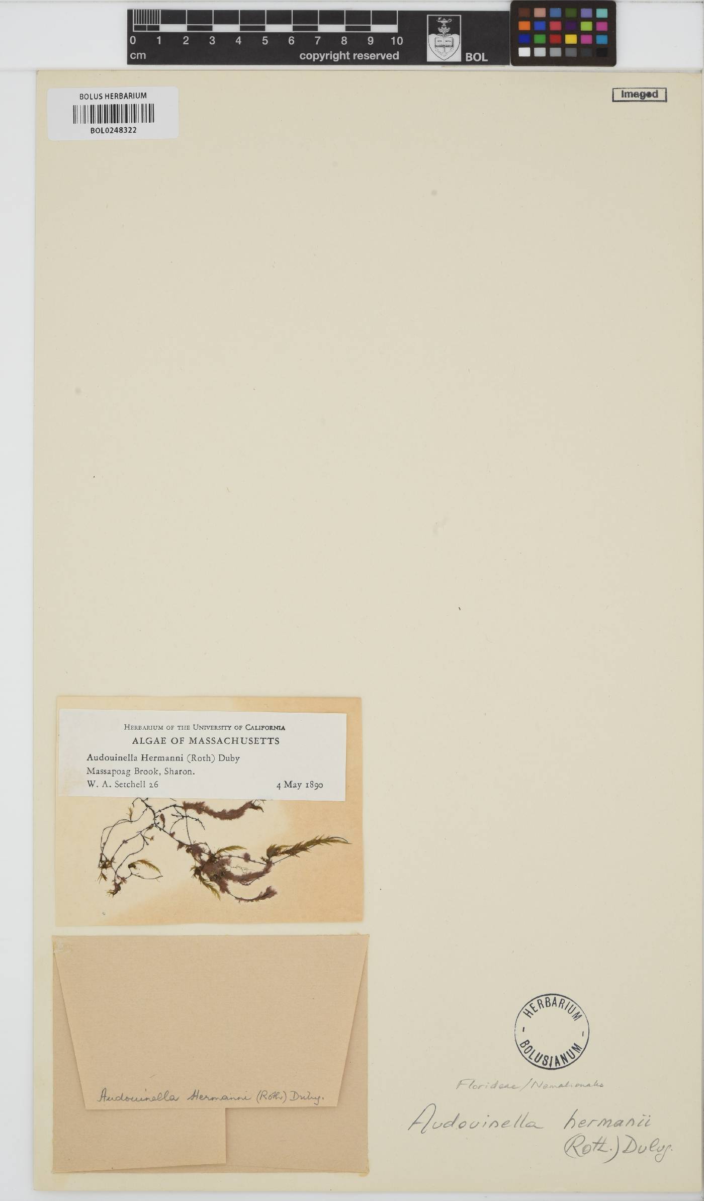 Audouinella hermannii image