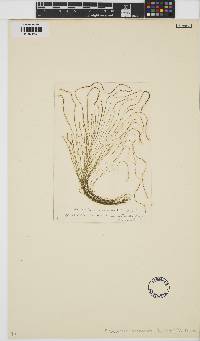 Acrochaetium secundatum image